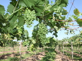 Produção de uva chega ao Norte do Piauí