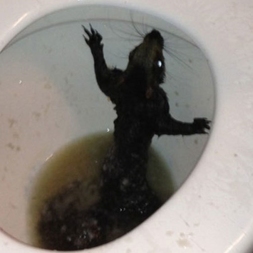 Confira 15 coisas mais bizarras já encontradas dentro de banheiros