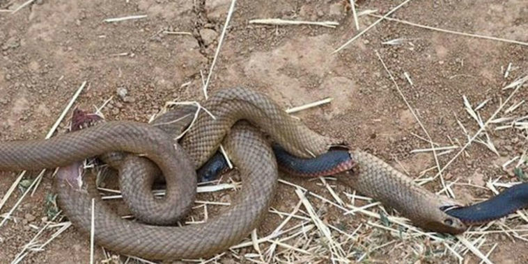 Cobra negra "foge" após ser devorada por cobra marrom; entenda