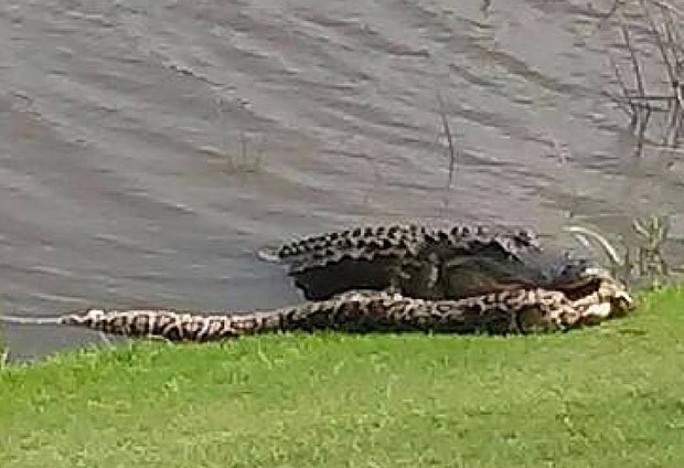 Homem flagra duelo mortal entre jacaré e cobra enorme nos EUA
