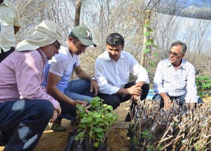 Emater incentiva produtores de uva em São João do Piauí