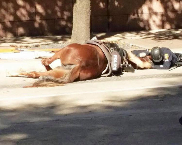 Policial dá força para sua égua, após ela sofrer acidente (Crédito: Reprodução/Houston Police Department)
