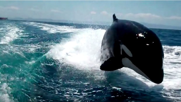 Orca (Crédito: Reprodução/ Youtube)