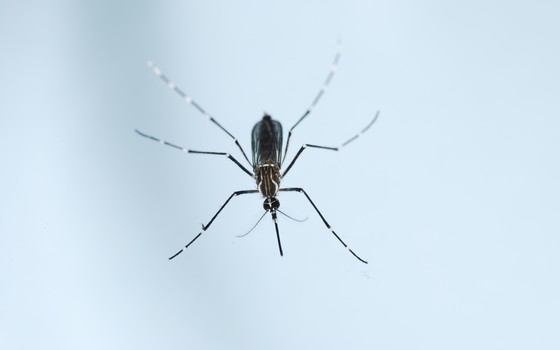 Mosquito Aedes aegypti (Crédito: Reprodução)