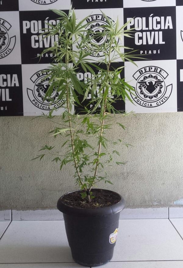 Maconha era cultivada em jarros (Crédito: Divulgação/ Polícia Civil)