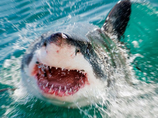 Fotógrafo captou diferentes ângulos do ataque dos tubarões-brancos na África do Sul (Crédito: Divulgação)