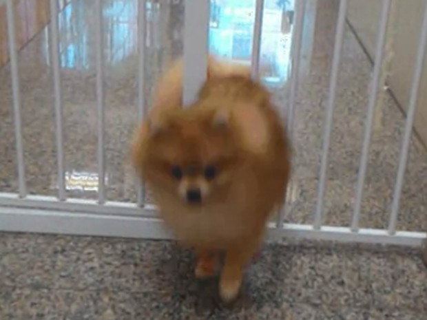 Cachorro passa por barras de ferro (Crédito: Reprodução)