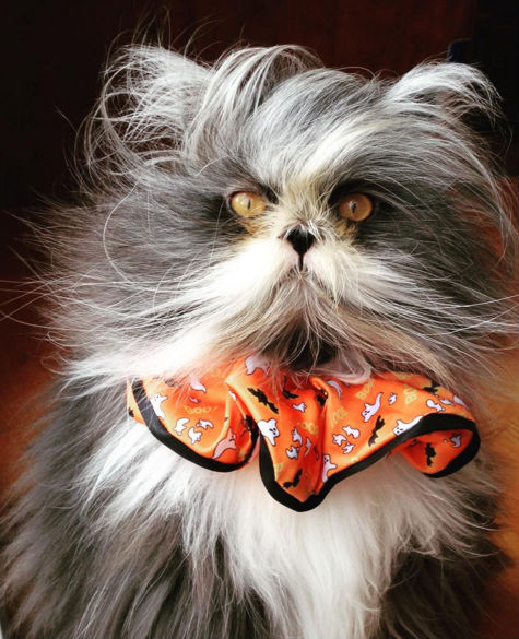 Atchoum (Crédito: Reprodução/Instagram)