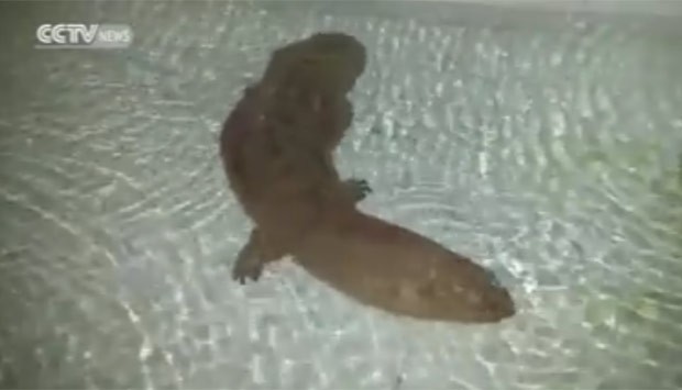 Salamandra gigante faz sucesso nas redes sociais