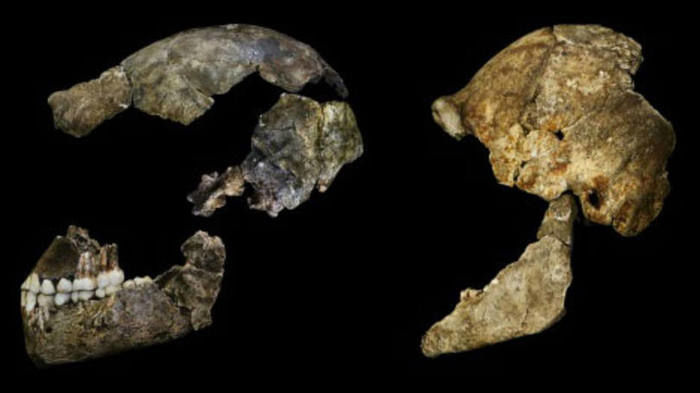 Homo naledi (Crédito: Divulgação )