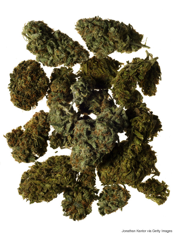 Maconha (Crédito: Reprodução)