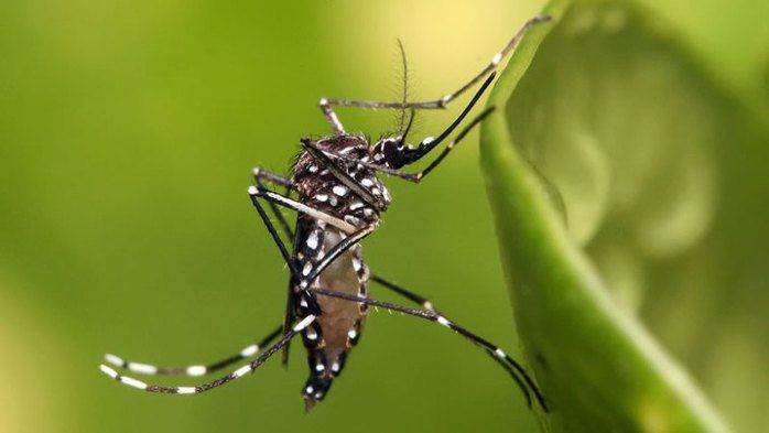 aedes aegypti (Crédito: Reprodução)