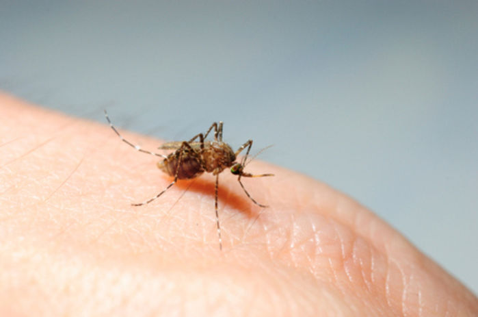 aedes aegypti (Crédito: Reprodução)