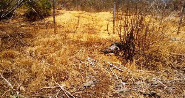 Corpo em avançado estado de decomposição é encontrado na BR-316 (Crédito: Policia Civil)