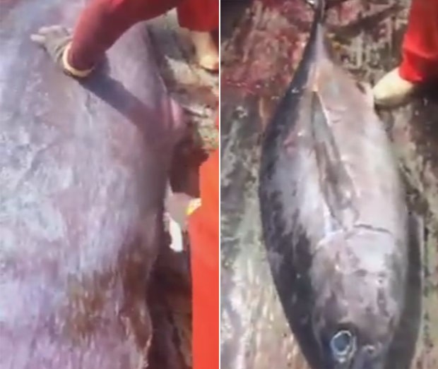 Peixe é encontrado dentro de outro peixe (Crédito: Reprodução)