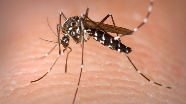 Mosquito causador da dengue (Crédito: Reprodução)