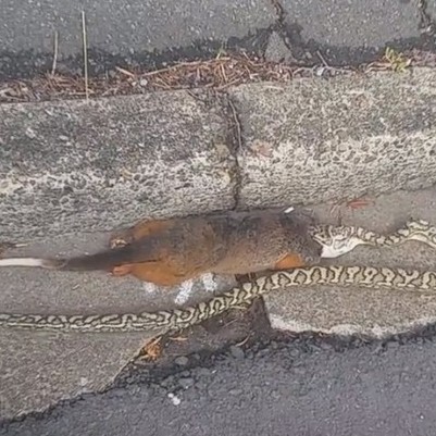 Cobra enorme ataca gambá no meio da rua e deixa pedestres chocados