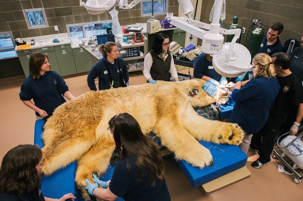 Megaoperação é montada em zoológico para atender urso que precisou tirar dentes