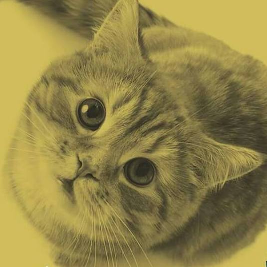No Dia Mundial dos Gatos, descubra 10 curiosidades sobre essas fofuras