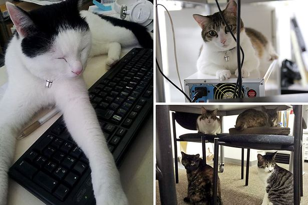 Empresa emprega gatos para tornar ambiente de trabalho mais agradável