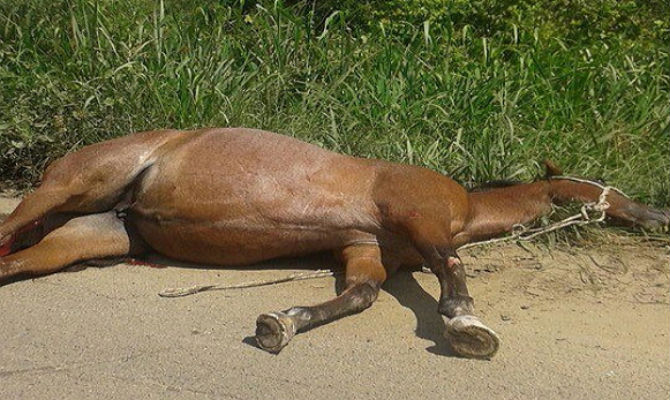 Homem esfaqueia cavalo até a morte após cair do animal na zona rural de José de Freitas