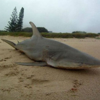 Ciclone Marcia deixa tubarão encalhado na areia de praia