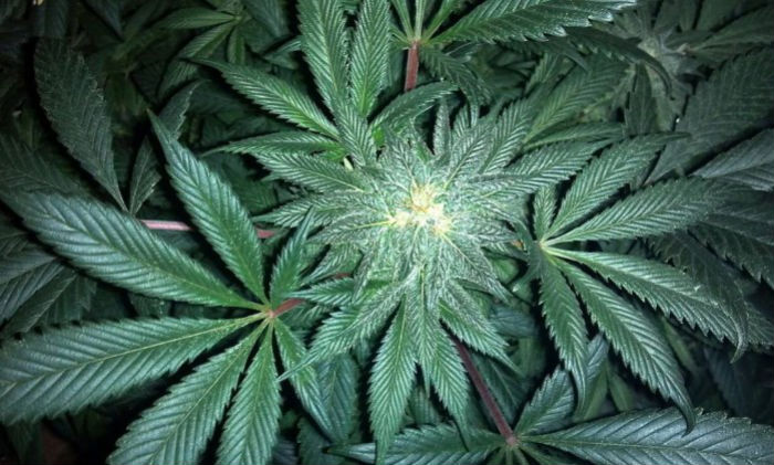 Pesquisa aponta que álcool é 114 vezes mais letal que a maconha; entenda