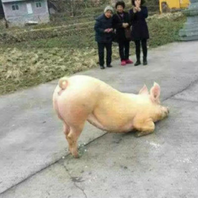 Porco “reza” em frente a um templo budista e imagem se torna viral na internet