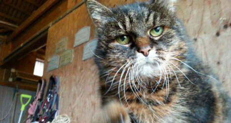 Gato mais velho do mundo está prestes a completar 30 anos
