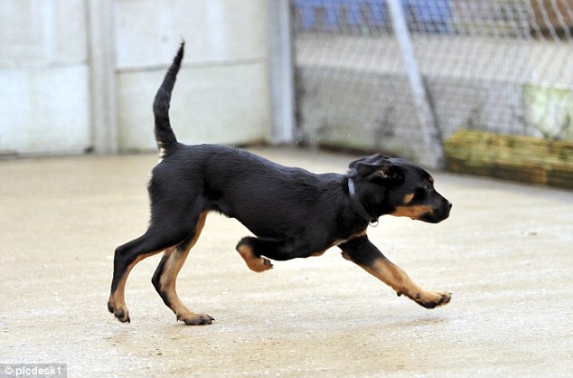 Cachorro de três patas não consegue um novo lar por conta de sua deficiência