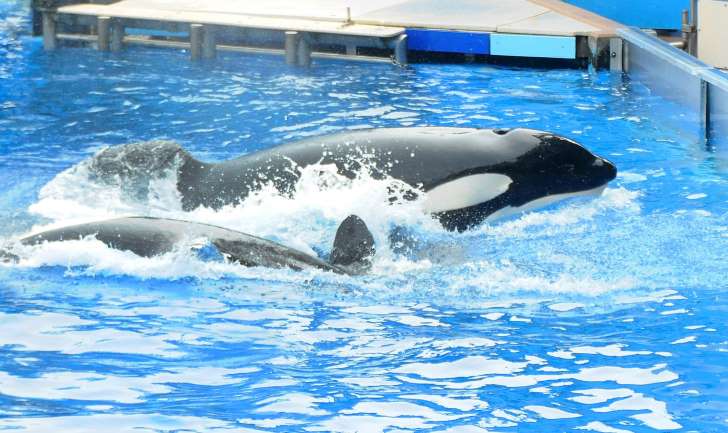 Orca de aquário é considerada espécie em perigo; entenda