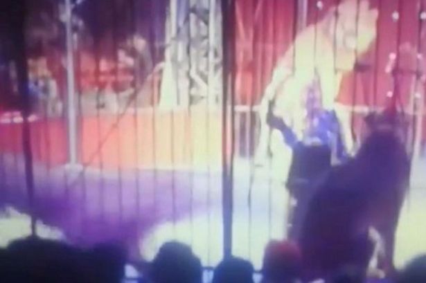 Vídeo chocante mostra momento em que leão ataca treinadora durante apresentação de circo