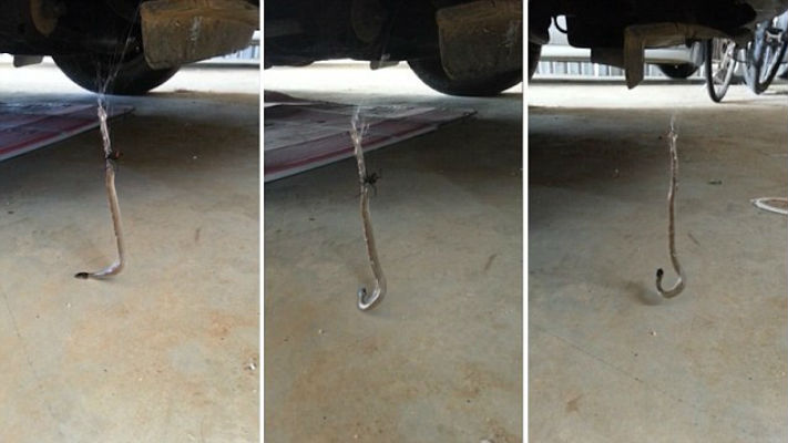 Vídeo de aranha matando cobra mortal se torna viral na internet