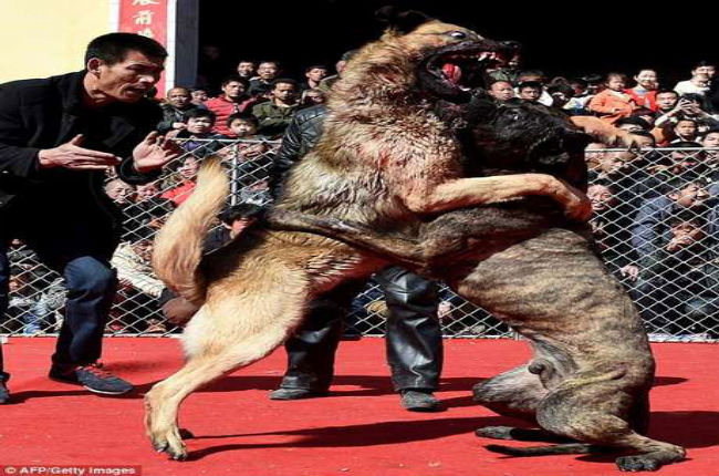 Cães são forçados a lutar até a morte por “diversão” na China