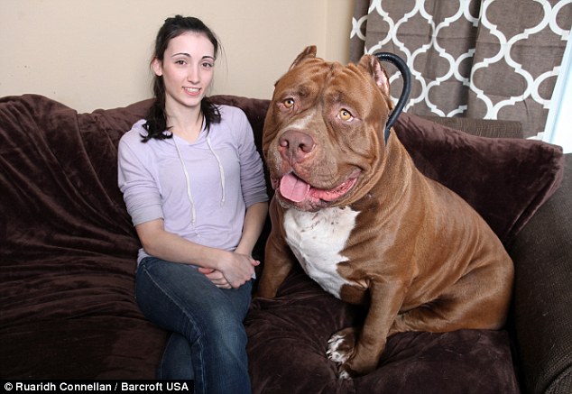 Maior pitbull do mundo continua crescendo e espanta proprietários