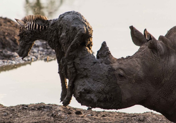 Rinoceronte tenta salvar filhote de zebra de poço de lama mas acaba matando o animal