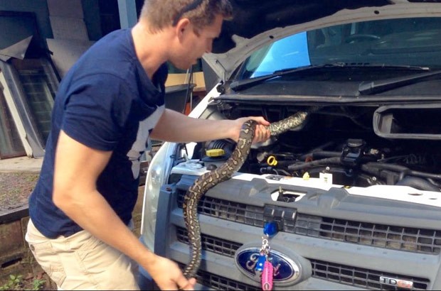 Cobra é flagrada e capturada dentro de motor de carro