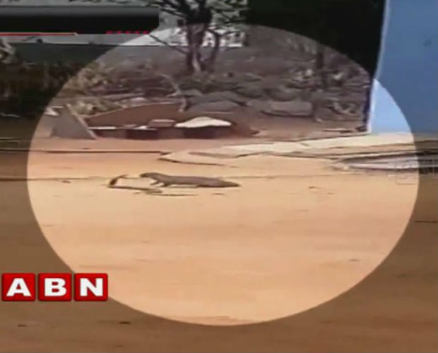 Suricate e cobra são filmados em duelo mortal em estrada na Índia