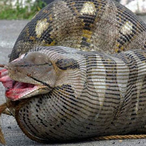 Veja 8 cobras que se deram muito mal ao comerem mais do que devia