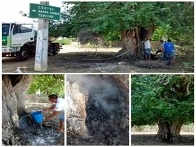 Árvore Centenária de Cajueiro da Praia é Alvo de incêndio