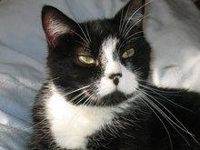 Seu gato não está nem aí para você, confirma estudo