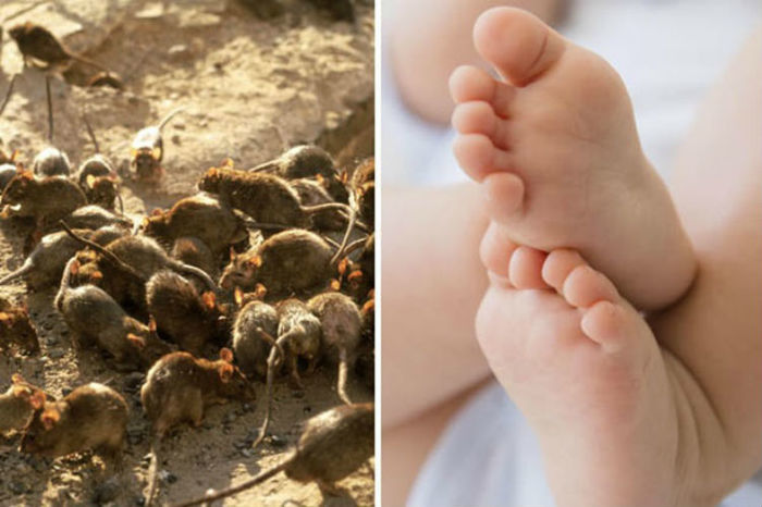 Criança foi comida viva por ratos
