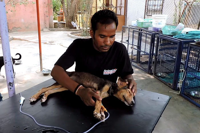 Cachorrinha resgatada (Crédito: Reprodução)