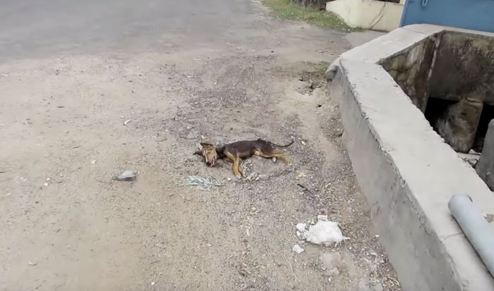 Cachorrinha resgatada (Crédito: Reprodução)