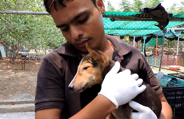 Cachorrinha resgatada (Crédito: Reprodução)