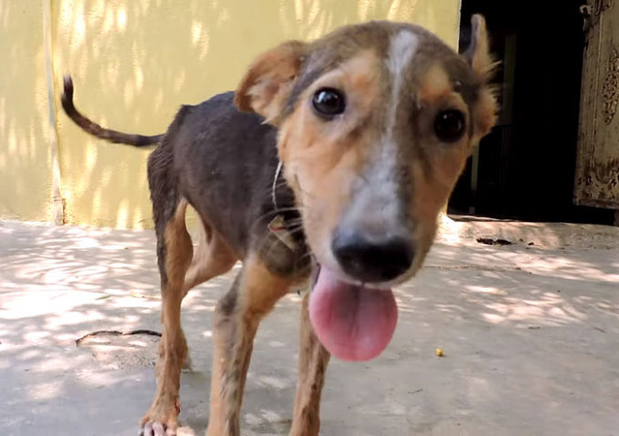 Cachorrinha resgatada (Crédito: Reprodução)