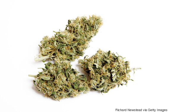Descriminalização da maconha (Crédito: Reprodução)