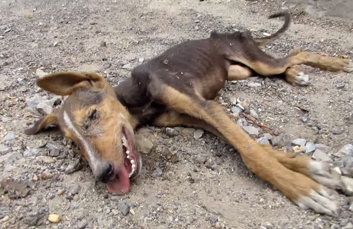 Cachorrinha resgatada (Crédito: Reprodução)