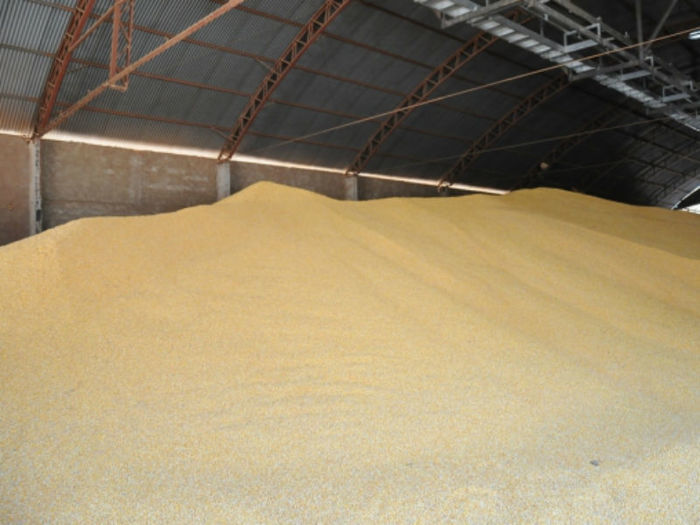 Soja: produto piauiense mais vendido no exterior (Crédito: Arquivo CCom)