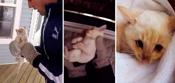 Gatinho é salvo (Crédito: Reprodução)